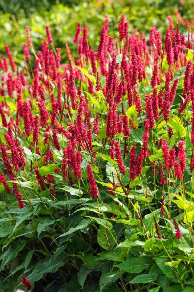 Persicaria amplexicaulis