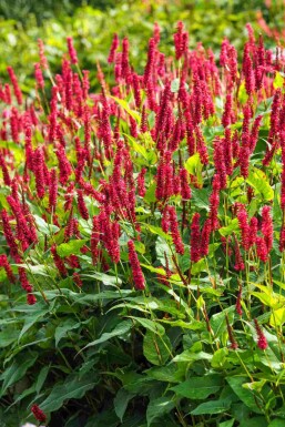 Duizendknoop Persicaria amplexicaulis 5-10 pot P9 Persicaria amplexicaulis