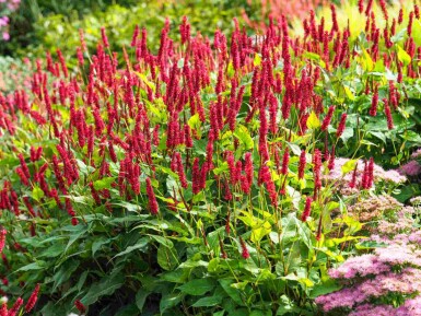 Duizendknoop Persicaria amplexicaulis 5-10 pot P9 Persicaria amplexicaulis
