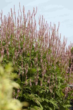 Persicaria amplexicaulis 'Pink Elephant'