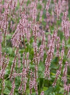 Duizendknoop Persicaria amplexicaulis 'Rosea' 5-10 pot P9 Persicaria amplexicaulis 'Rosea'