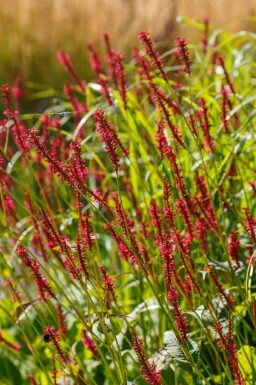 Duizendknoop Persicaria amplexicaulis 'Taurus' 5-10 pot P9 Persicaria amplexicaulis 'Taurus'