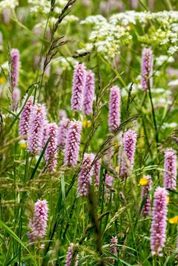 Persicaria bistorta