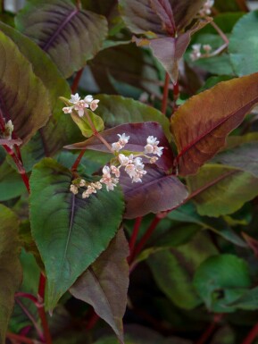 Persicaria microcephala 'Red Dragon'