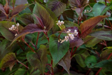 Duizendknoop Persicaria microcephala 'Red Dragon' 5-10 pot P9 Persicaria microcephala 'Red Dragon'