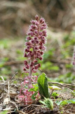 Petasites hybridus