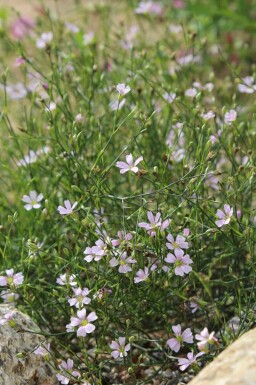 Steenanjer Petrorhagia saxifraga 5-10 pot P9 Petrorhagia saxifraga