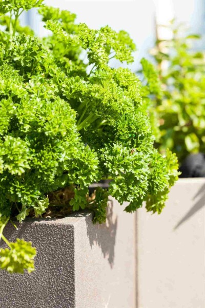 Peterselie Petroselinum crispum 5-10 pot P9 Petroselinum crispum