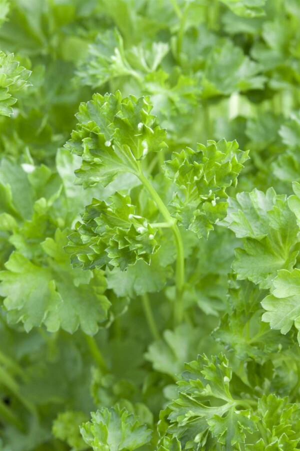 Peterselie Petroselinum crispum 5-10 pot P9 Petroselinum crispum