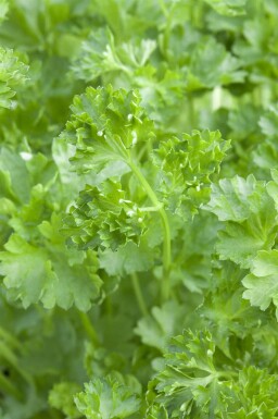 Peterselie Petroselinum crispum 5-10 pot P9 Petroselinum crispum