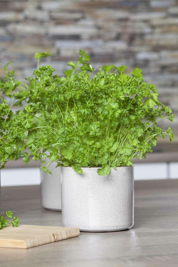 Peterselie Petroselinum crispum 5-10 pot P9 Petroselinum crispum