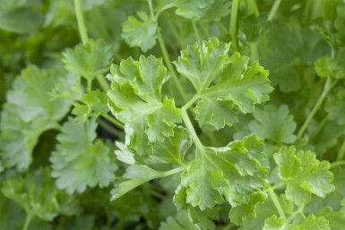 Peterselie Petroselinum crispum 5-10 pot P9 Petroselinum crispum
