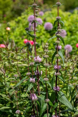 Tuberwederik Phlomis tuberosa 'Amazone' 5-10 pot P9 Phlomis tuberosa 'Amazone'
