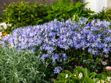 Phlox divaricata