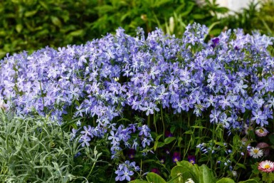 Vlambloem Phlox divaricata 5-10 pot P9 Phlox divaricata