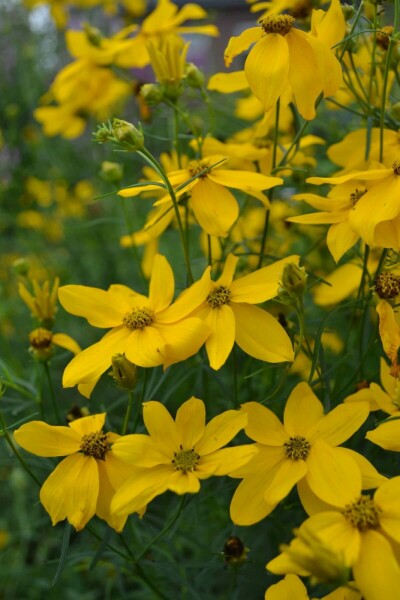 Meisjesogen Coreopsis verticillata 'Zagreb' Pot