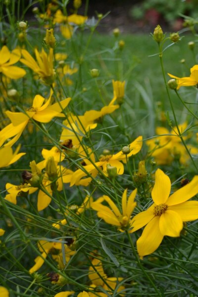 Meisjesogen Coreopsis verticillata 'Zagreb' Pot