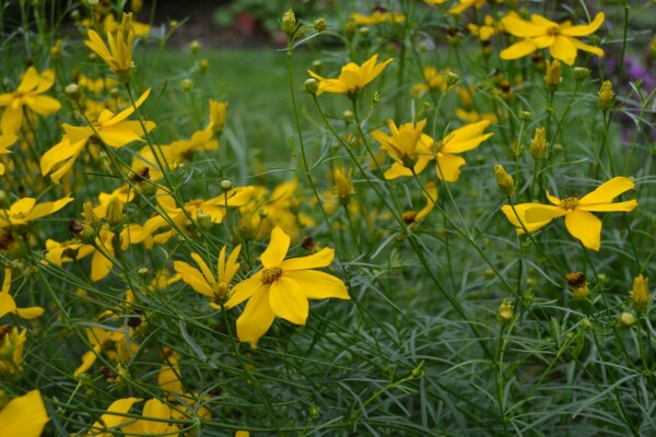 Meisjesogen Coreopsis verticillata 'Zagreb' Pot