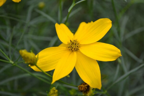 Meisjesogen Coreopsis verticillata 'Zagreb' Pot