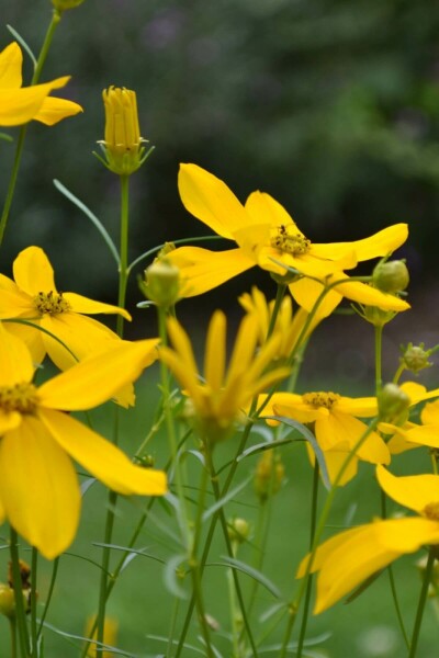 Meisjesogen Coreopsis verticillata 'Zagreb' Pot