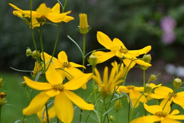 Meisjesogen Coreopsis verticillata 'Zagreb' Pot