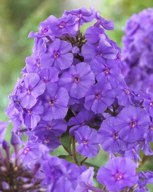Vlambloem Phlox paniculata 'Amethyst' 5-10 pot P9 Phlox paniculata 'Amethyst'