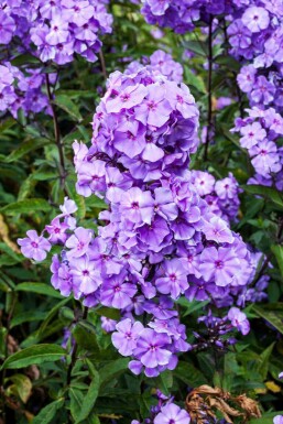 Phlox paniculata 'Blue Paradise'