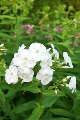 Phlox paniculata 'David'