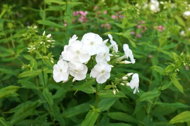 Vlambloem Phlox paniculata 'David' 5-10 pot P9 Phlox paniculata 'David'