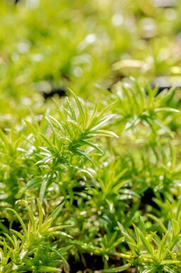 Kruipphlox Phlox subulata 'Moerheimii' 5-10 pot P9 Phlox subulata 'Moerheimii'