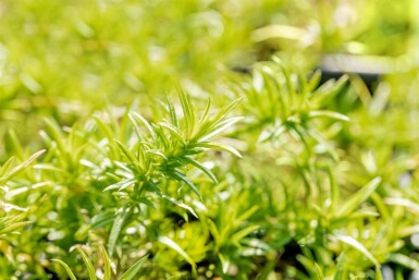 Kruipphlox Phlox subulata 'Moerheimii' 5-10 pot P9 Phlox subulata 'Moerheimii'