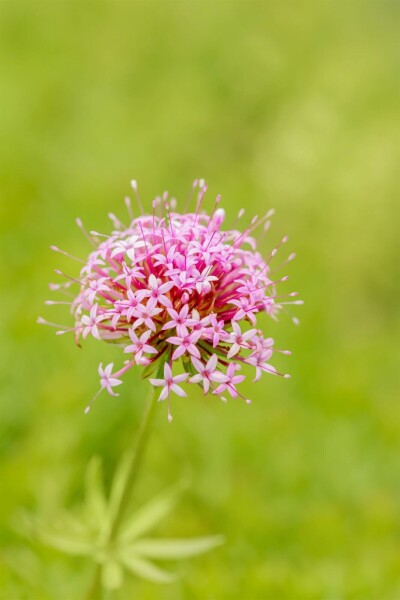 Phuopsis stylosa