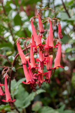 Kaapse fuchsia Phygelius capensis 5-10 pot P9 Phygelius capensis