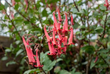 Phygelius capensis
