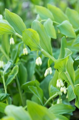 Polygonatum multiflorum