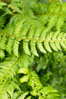 Polystichum aculeatum