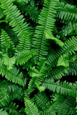 Bosvaren Polystichum munitum 5-10 pot P9 Polystichum munitum