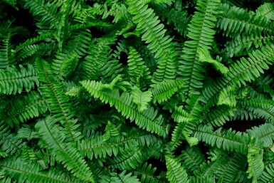 Bosvaren Polystichum munitum 5-10 pot P9 Polystichum munitum