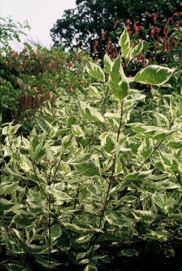 Bonte kornoelje Cornus alba 'Elegantissima' Pot Cornus alba 'Elegantissima' struik