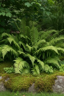 Naaldvaren Polystichum setiferum 'Dahlem' 5-10 pot P9 Polystichum setiferum 'Dahlem'