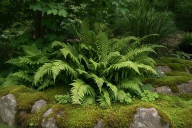 Naaldvaren Polystichum setiferum 'Dahlem' 5-10 pot P9 Polystichum setiferum 'Dahlem'