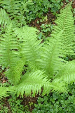 Zachte naaldvaren Polystichum setiferum 'Proliferum' 5-10 pot P9 Polystichum setiferum 'Proliferum'