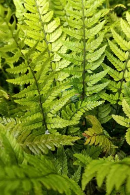 Japanse IJzervaren Polystichum tsussimense 5-10 pot P9 Polystichum tsussimense