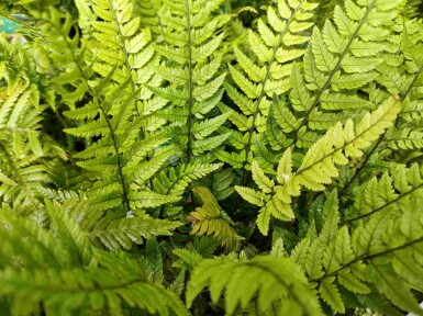 Japanse IJzervaren Polystichum tsussimense 5-10 pot P9 Polystichum tsussimense