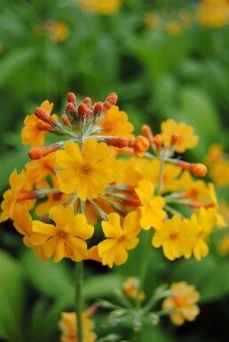 Sleutelbloem Primula bulleyana 5-10 pot P9 Primula bulleyana
