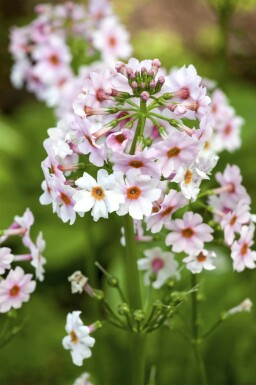 Japanse sleutelbloem Primula japonica 5-10 pot P9 Primula japonica