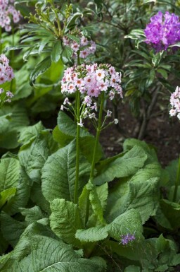 Japanse sleutelbloem Primula japonica 5-10 pot P9 Primula japonica