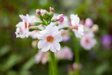 Primula japonica