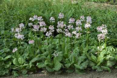 Primula japonica
