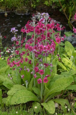 Meelprimula Primula pulverulenta 5-10 pot P9 Primula pulverulenta